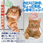 画像4: 3Dネコちゃん突き破りステッカー5種セット (4)