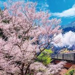 画像3: ジグソー日本の風景「 大井川鐡道と桜」 フレームセット（600P） (3)